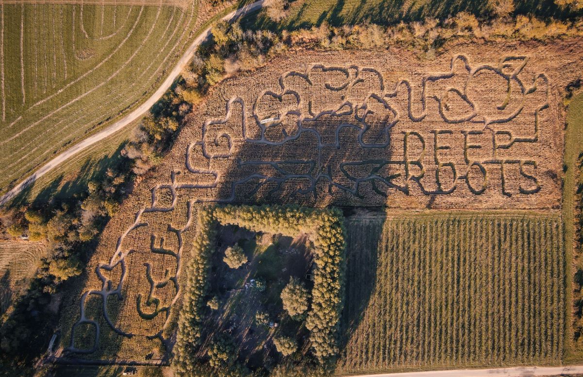 corn maze at Great Country Farms