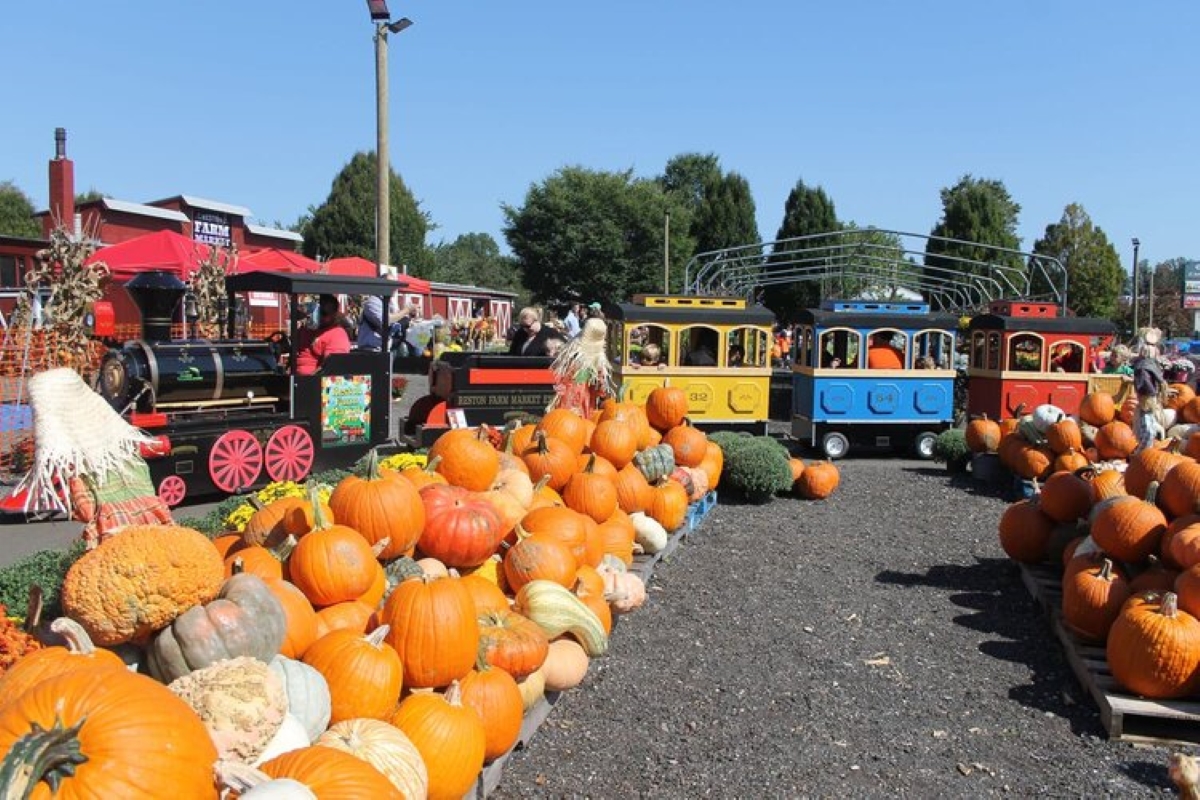 ridable train surrounded by pumpkins