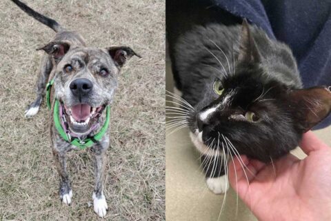zoey the dog and bear the cat