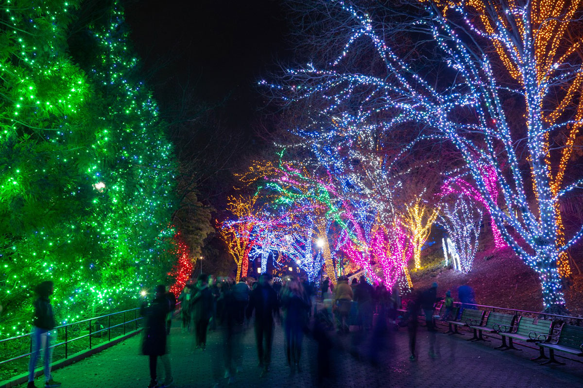 Trees lit up for ZooLights