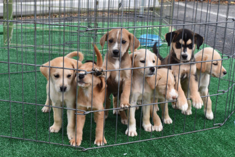 Puppies in a cage