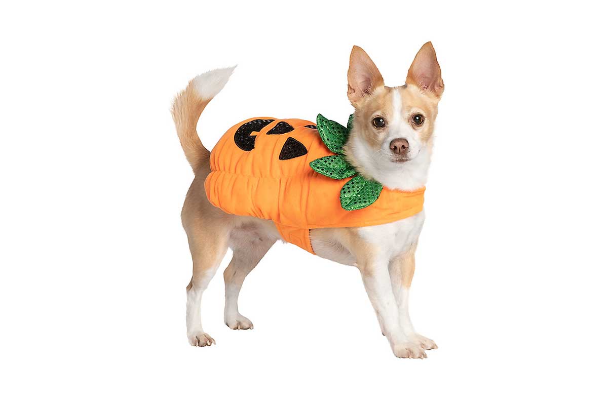 dog in pumpkin costume