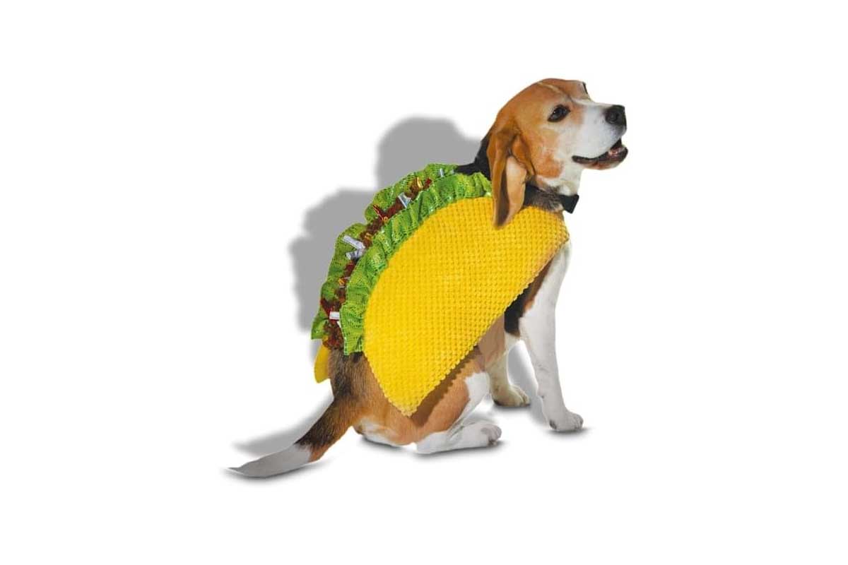 dog in taco costume