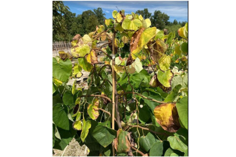 vascular streak dieback seen on a redbud tree