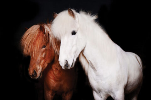 Two Icelandic horses