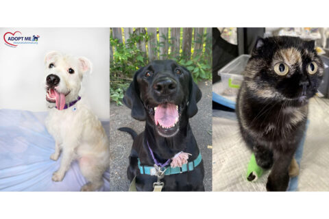 White dog, black dog, and black-and-brown cat