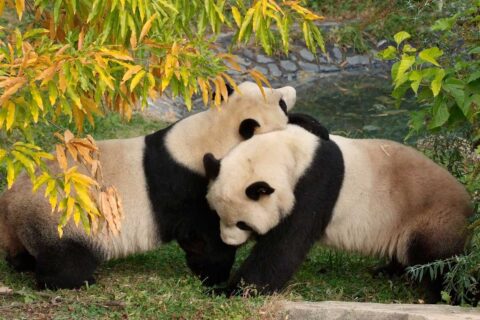 tian tian and mei xiang