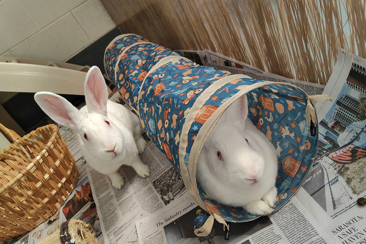 Two white bunnies