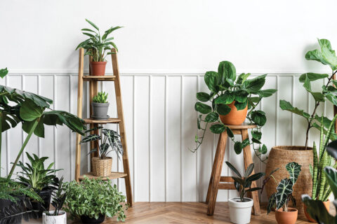 Room full of houseplants