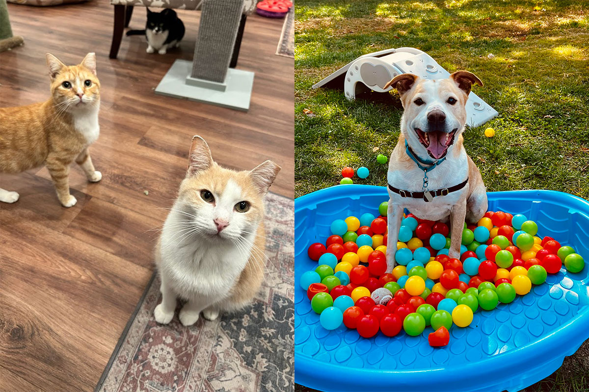Pets of the month, two cats and a dog