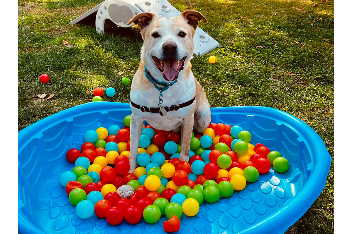 Dog in ball pit