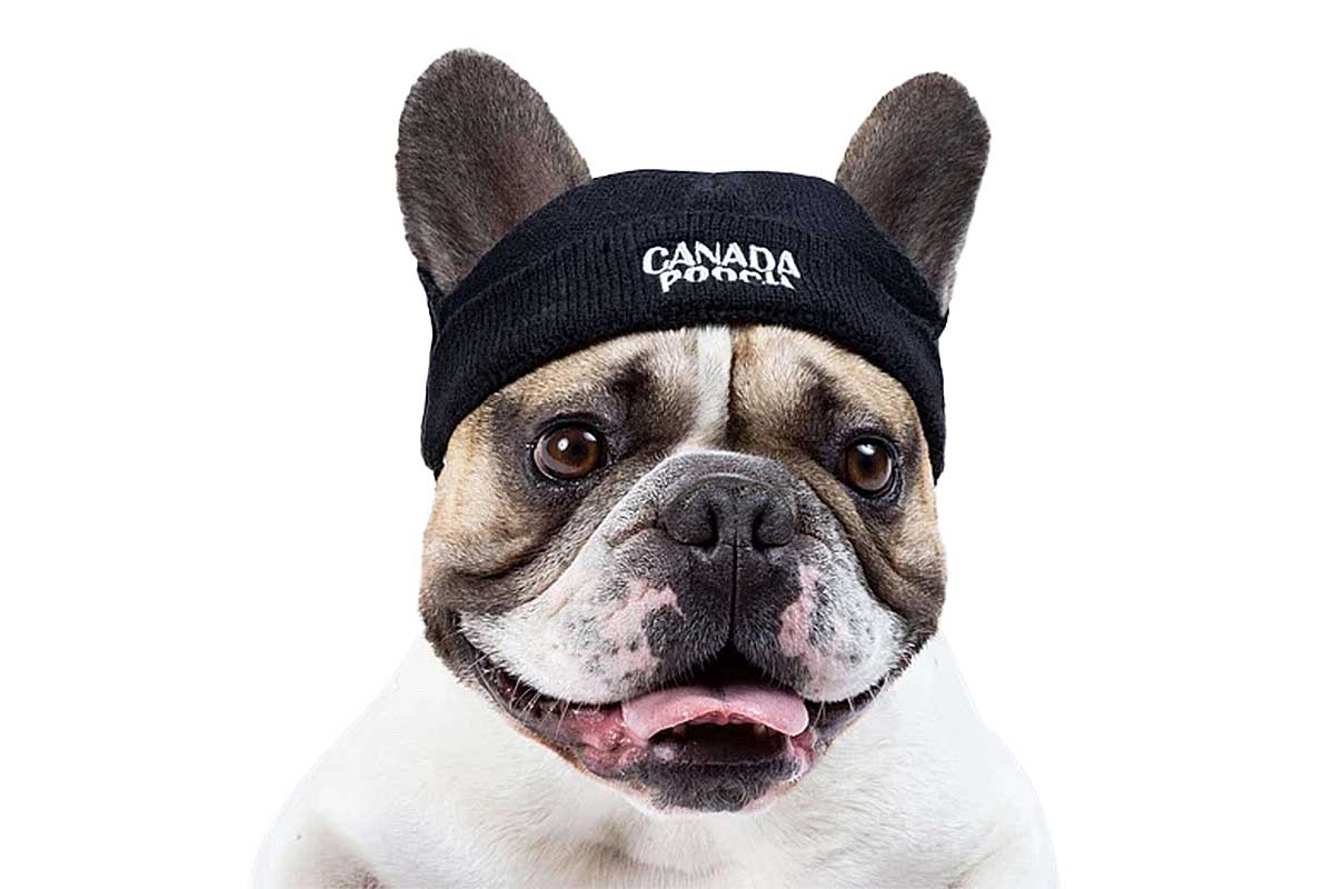 canada pooch beanie for dogs