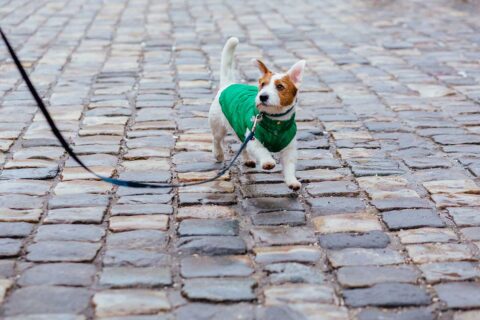dog walking with winter coat on
