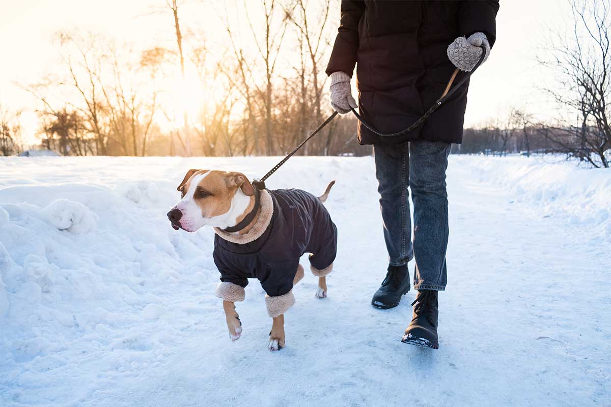 dog with coat walking in snow