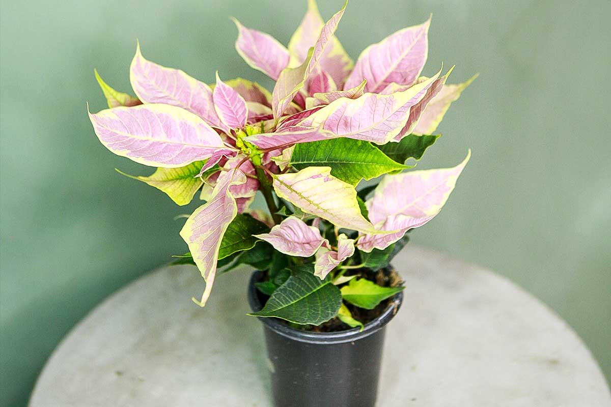 pink and green poinsettia