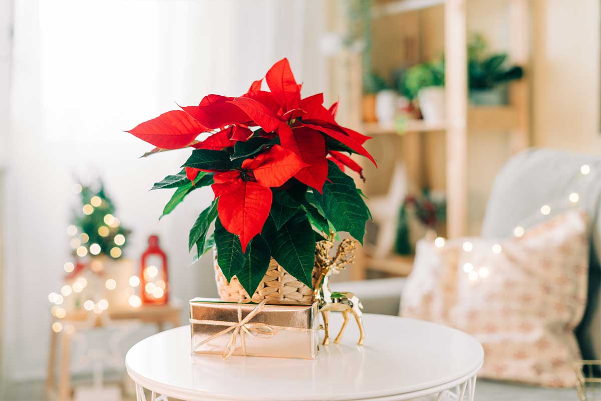 red poinsettia on top of gift