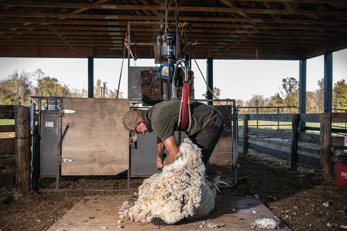 Shearer holds sheep in harness to shear it