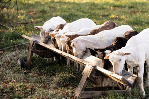 Sheep drinking from trough