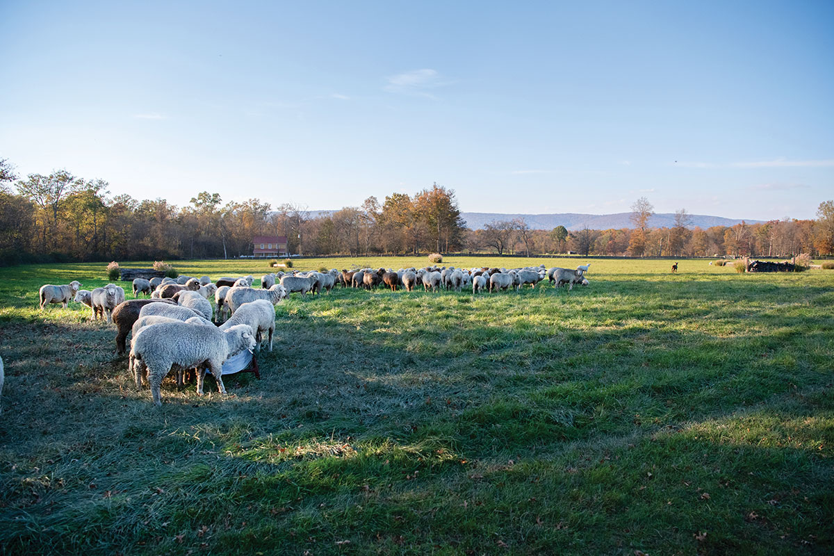 Sheep grazing on farm