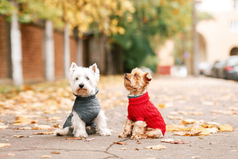 dogs in jackets