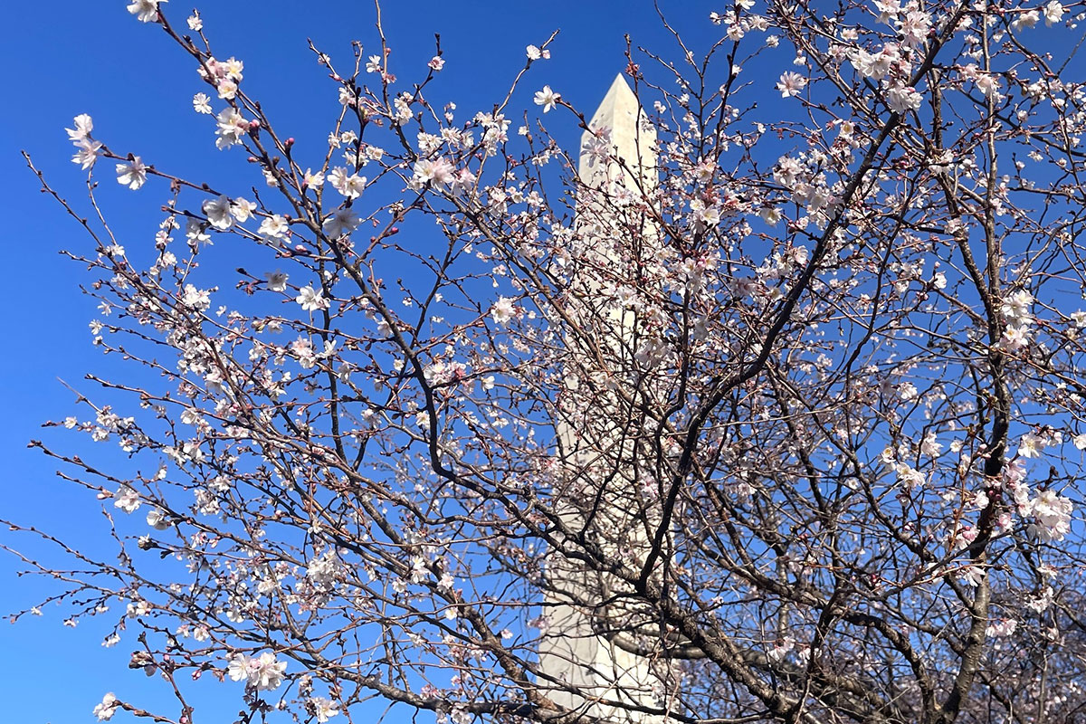 Washington Monument with early cherry blossoms in Janaury