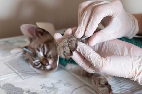 cat acupuncture