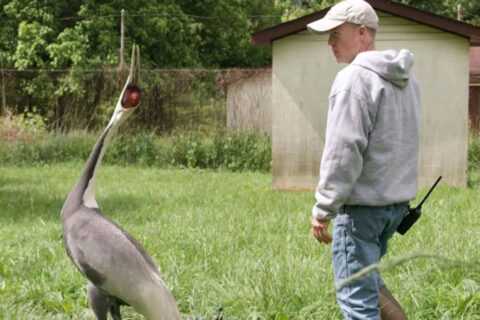 White-naped crane Walnut and her keeper, Chris Crowe