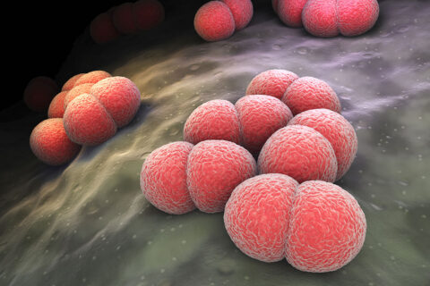 meningococcal bacteria