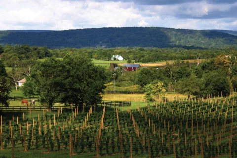 Sunset Hills Vineyard
