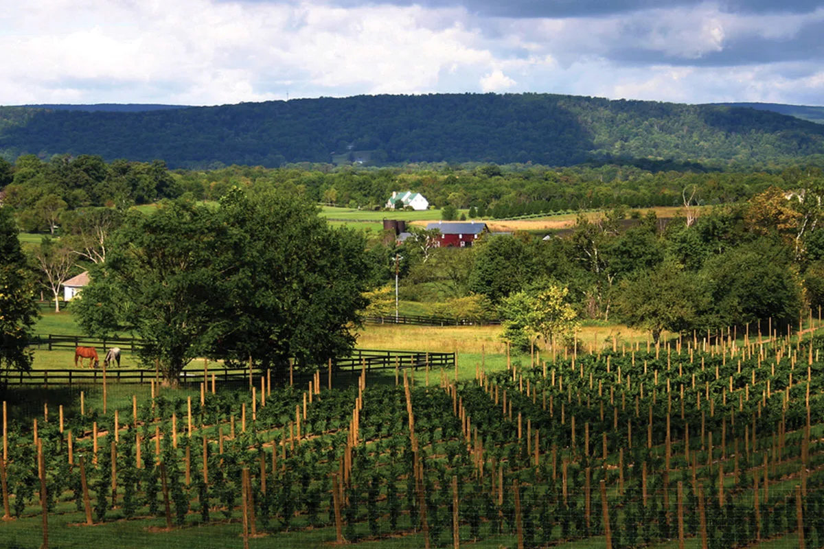 Sunset Hills Vineyard