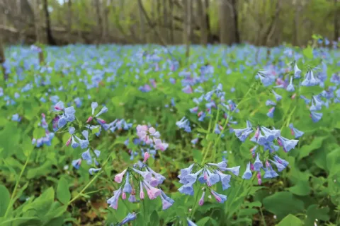 Bluebells