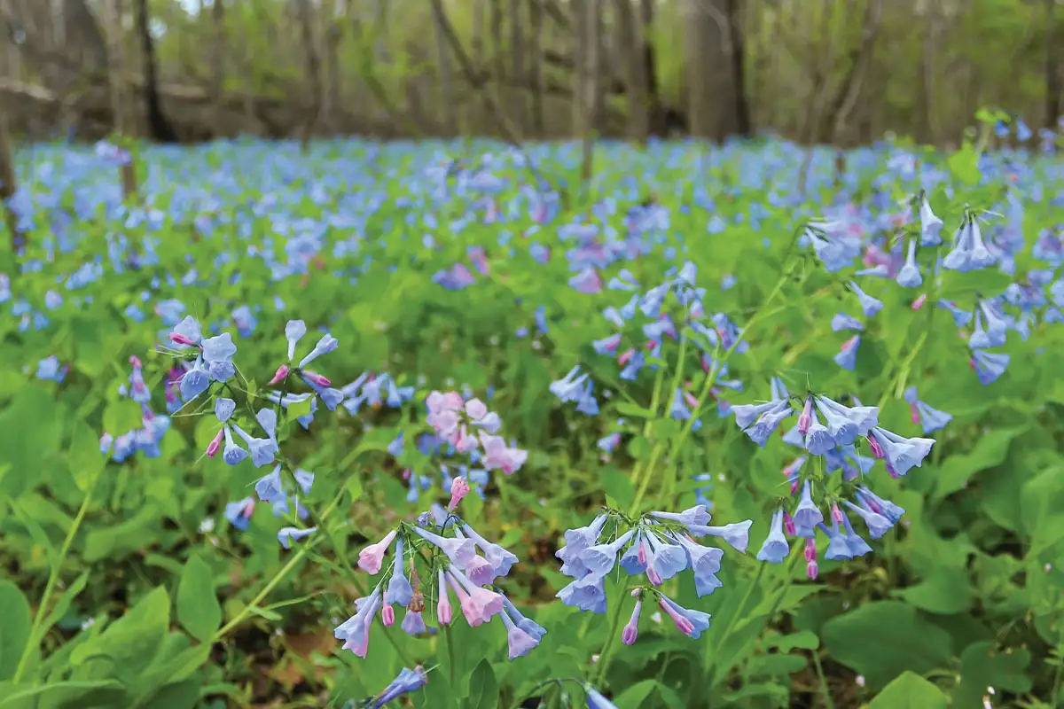 Bluebells