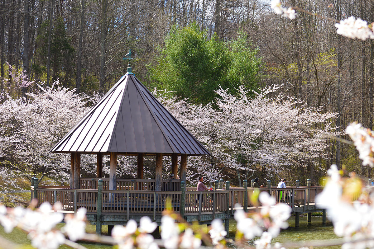 Cherry blossoms at Meadowlark Botanical Gardens