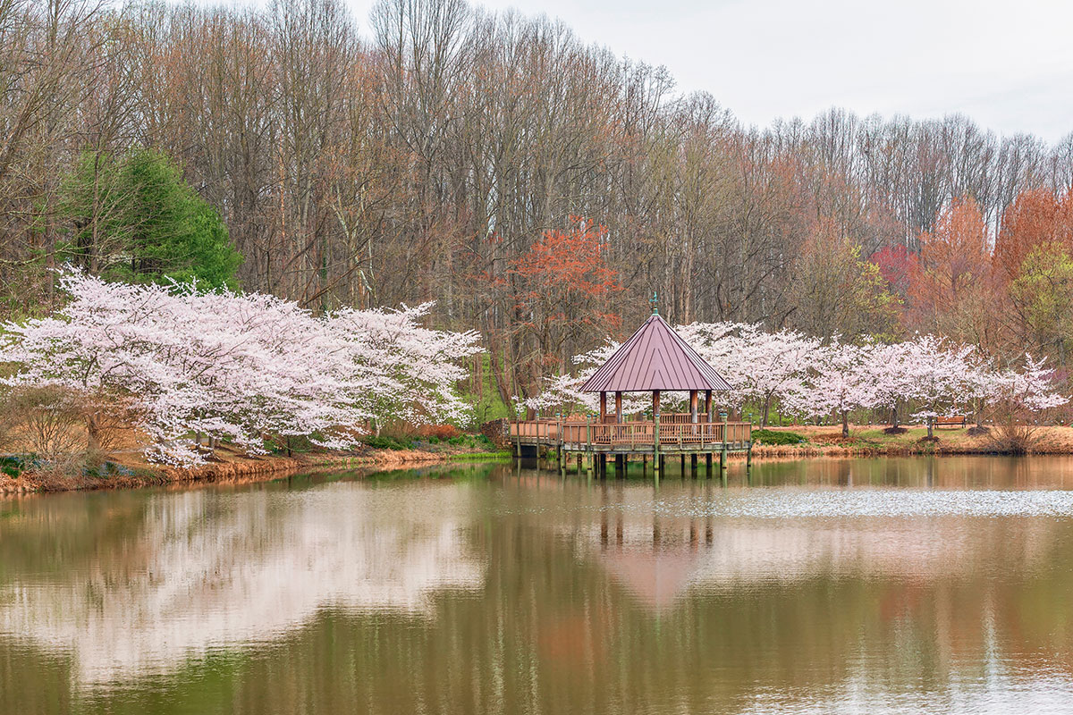 Cherry trees in bloom over lake at Meadowlark Botanical Garden