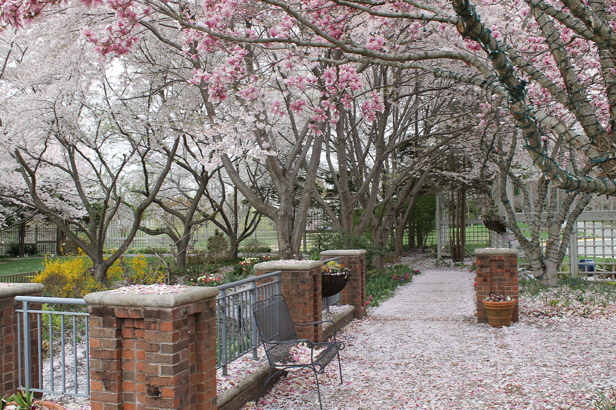 Cherry and magnolia trees at Meadowlark Botanical Gardens