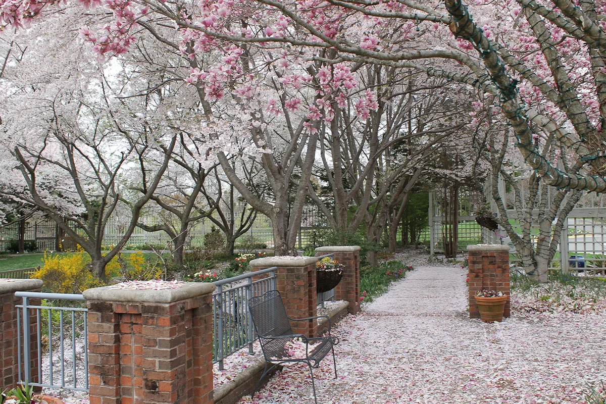 Cherry and magnolia trees at Meadowlark Botanical Gardens