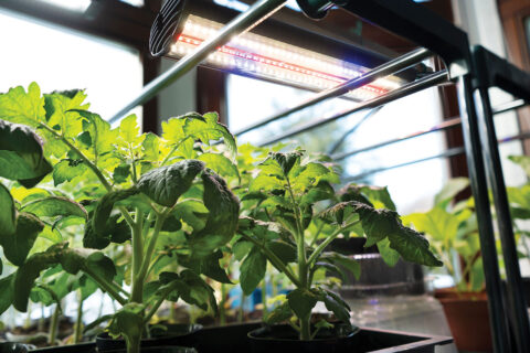 Tomato plants