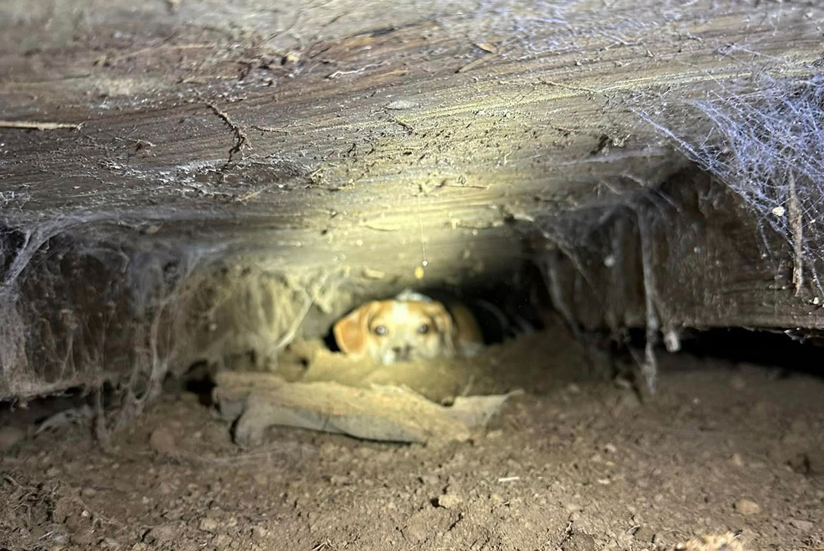 benny the beagle trapped in shed