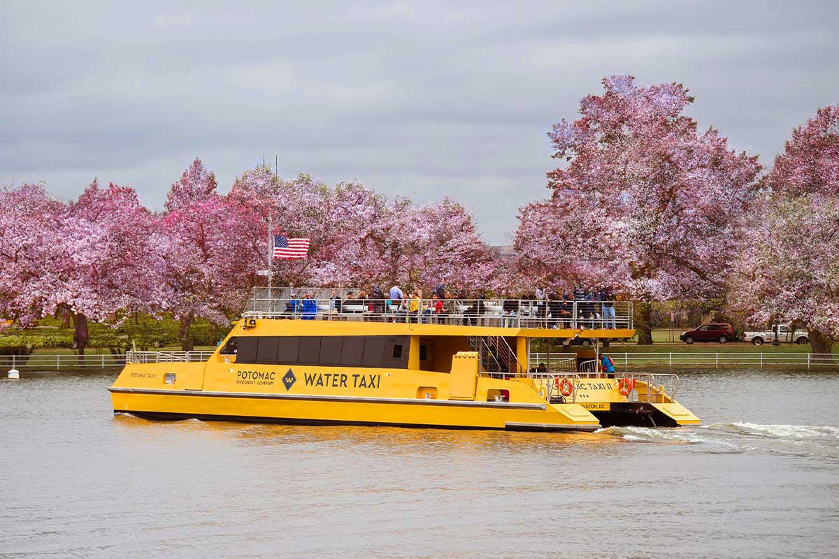 cherry blossom water taxi Alexandria