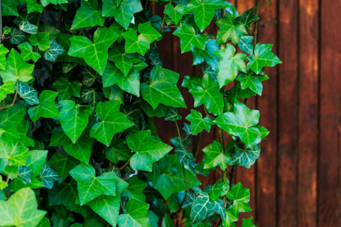 English ivy