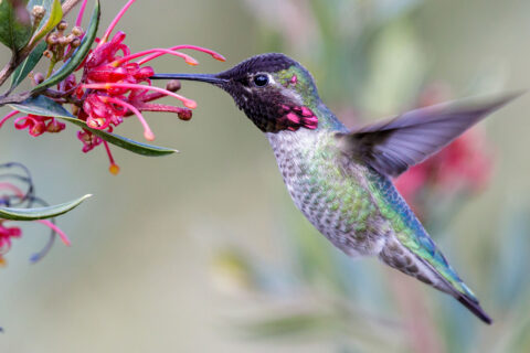 hummingbird