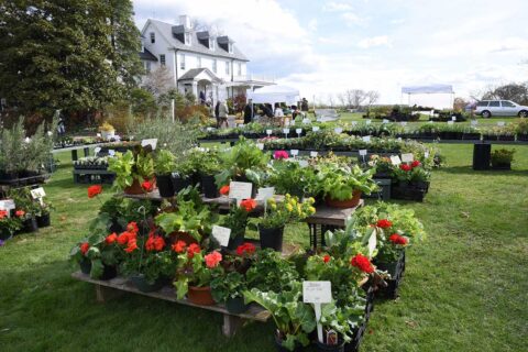 spring garden market at river farm