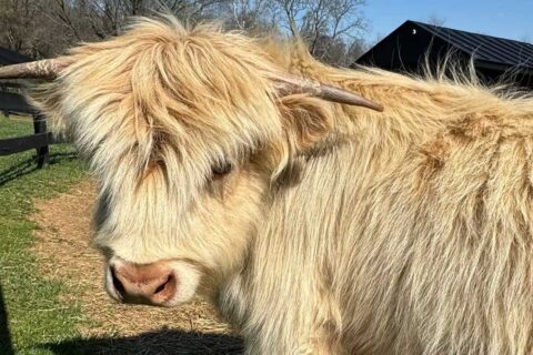 mini cow
