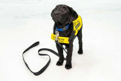 judy black lab service dog