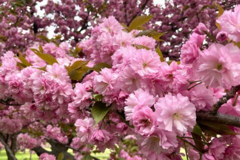 kwanzan cherry blossoms