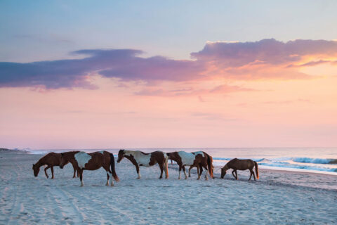 Horses on Assateague Island