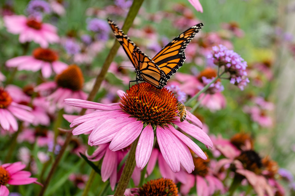 Butterfly and bee on purple coneflower