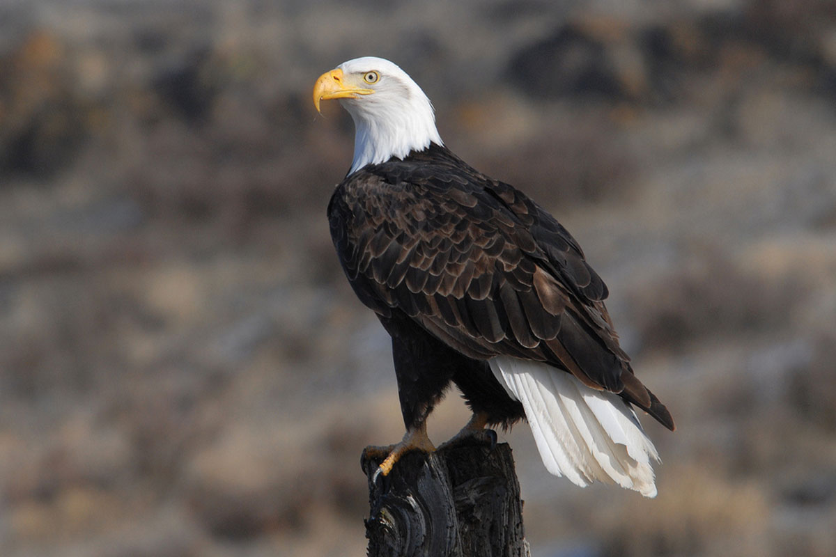 Bald eagle