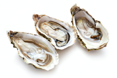 Oysters