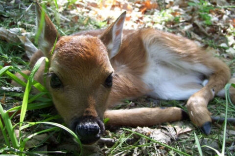 fawn baby deer